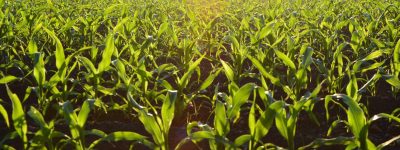 שיפוי קרקע חקלאית